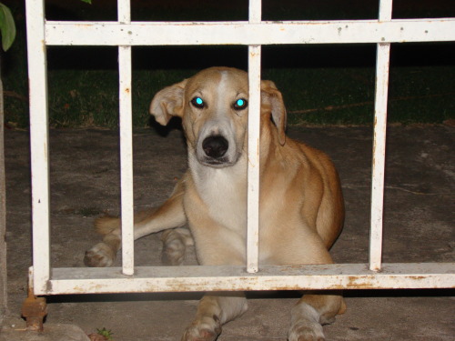 Me siguió recién hasta mi casa, quiere que lo adopte.