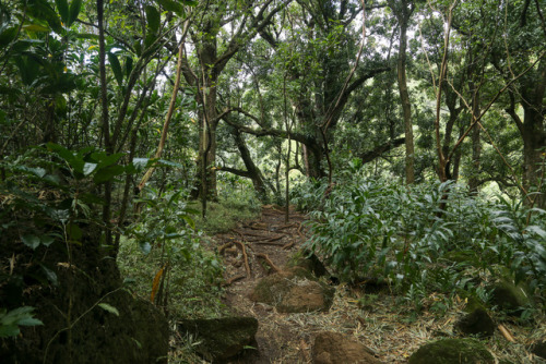 steepravine: Rooty Trail To Hanakapiai Falls (Kauai, Hawaii - 2/2017)