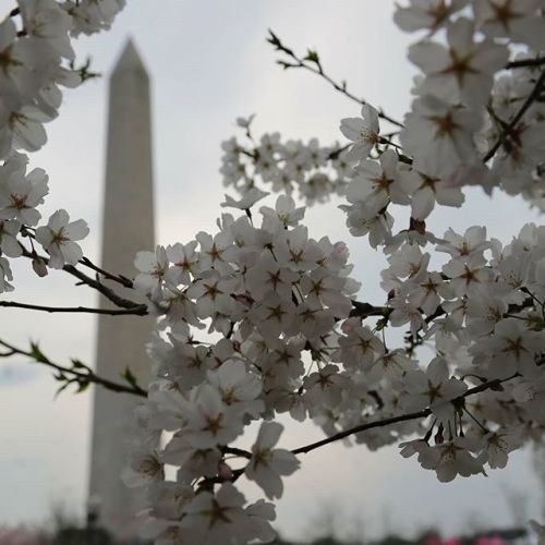 Spring is giving way to summer in DC. http://bit.ly/2RgBoDs