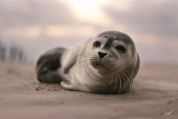 wild-earth:  earth-song  “Young Seal” by Fluest 