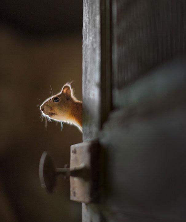 catsbeaversandducks:Abandoned House in the Woods Taken Over by Wild Animals Finnish