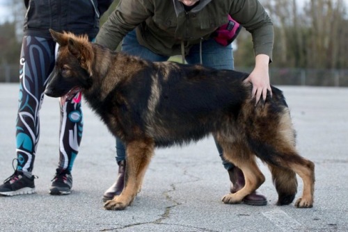 pawsitivelypowerful:the-dog-without-fear:Avenger vom Dakonic CW-SP “Murdock”Just shy of 