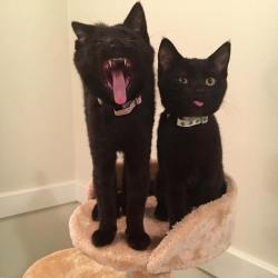 awwww-cute: Yawn-blep and a blep-blep. (Source: http://ift.tt/2fDIL4d)