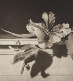 zzzze: Horst P. Horst Tulips, Oyster Bay, New York / Platinum print /