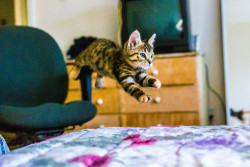 mostlycatsmostly: Hazy Midair (via It’s