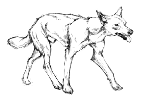 Days 10 and 11, dog sketches