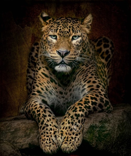 itinsightus:  Try me by AyadeRuiter 