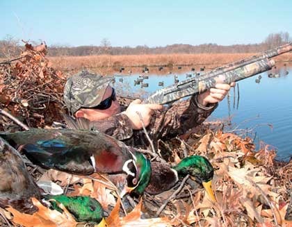 Gentleman Bobwhite