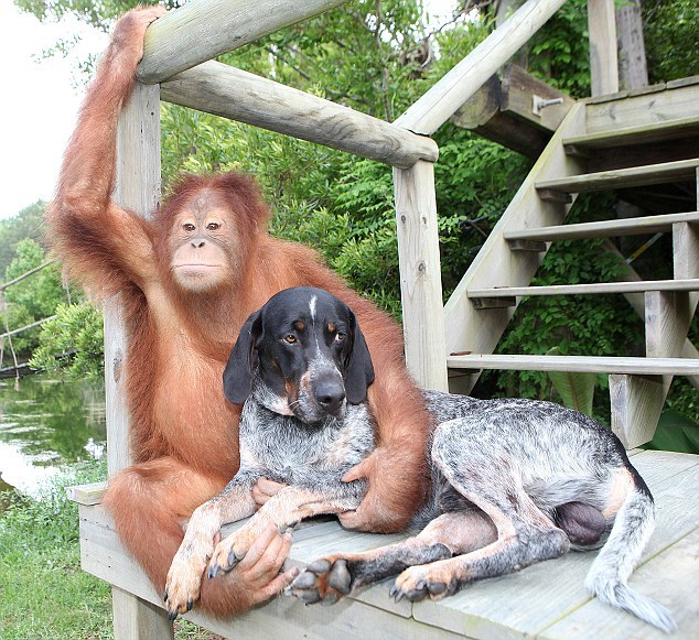 archiemcphee:Here’s an endearing new story for the Department of Unexpected Interspecies