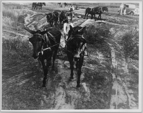 Untitled (levee workers, Plaquemines, Louisiana), Ben Shahn, October 1935, Harvard Art Museums: Phot