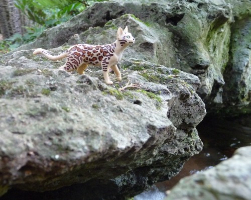 “A Majestic LeopardStar Looking Over Her Territory”
