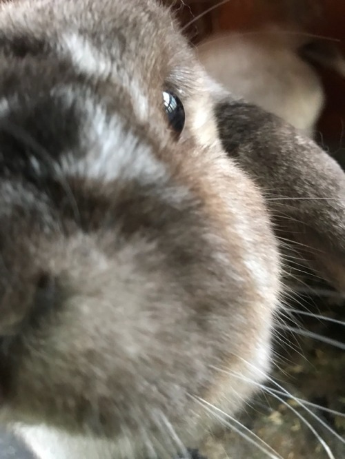 She’s a curious bun.