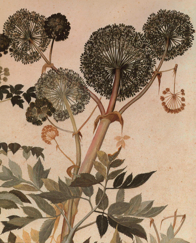 Jacopo Ligozzi  (1547–1627) Wild Parsnip, Paeonia officinalis and fig branch (ficus carica) with…