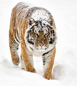 beautiful-wildlife:  Siberian Tiger by Toth