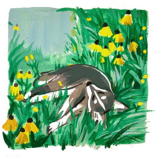 Day 24: Alaskan husky! Remember to roll in the flowers.Please… check out Blair Braverman’s tw