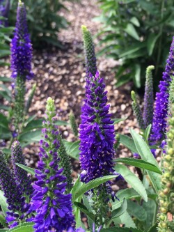 dailyplantfacts:  Veronica is the largest genus in the family Plantaginaceae, with over 500 species. Pictured here is the variety “Vernique Blue”. These plants are grown as annuals, and produce many spikes of vibrant blue flowers throughout the spring