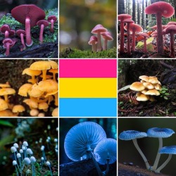 lgbt-nature-aesthetics:Pansexual + forest