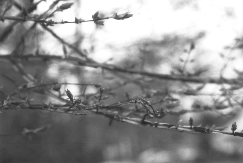 2.9.21 - branches budding out 