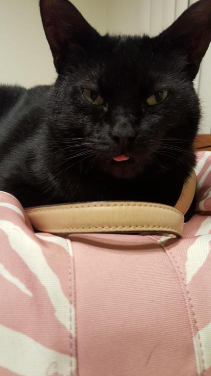 Porn catsbeaversandducks:  Happy Black Cat Appreciation photos