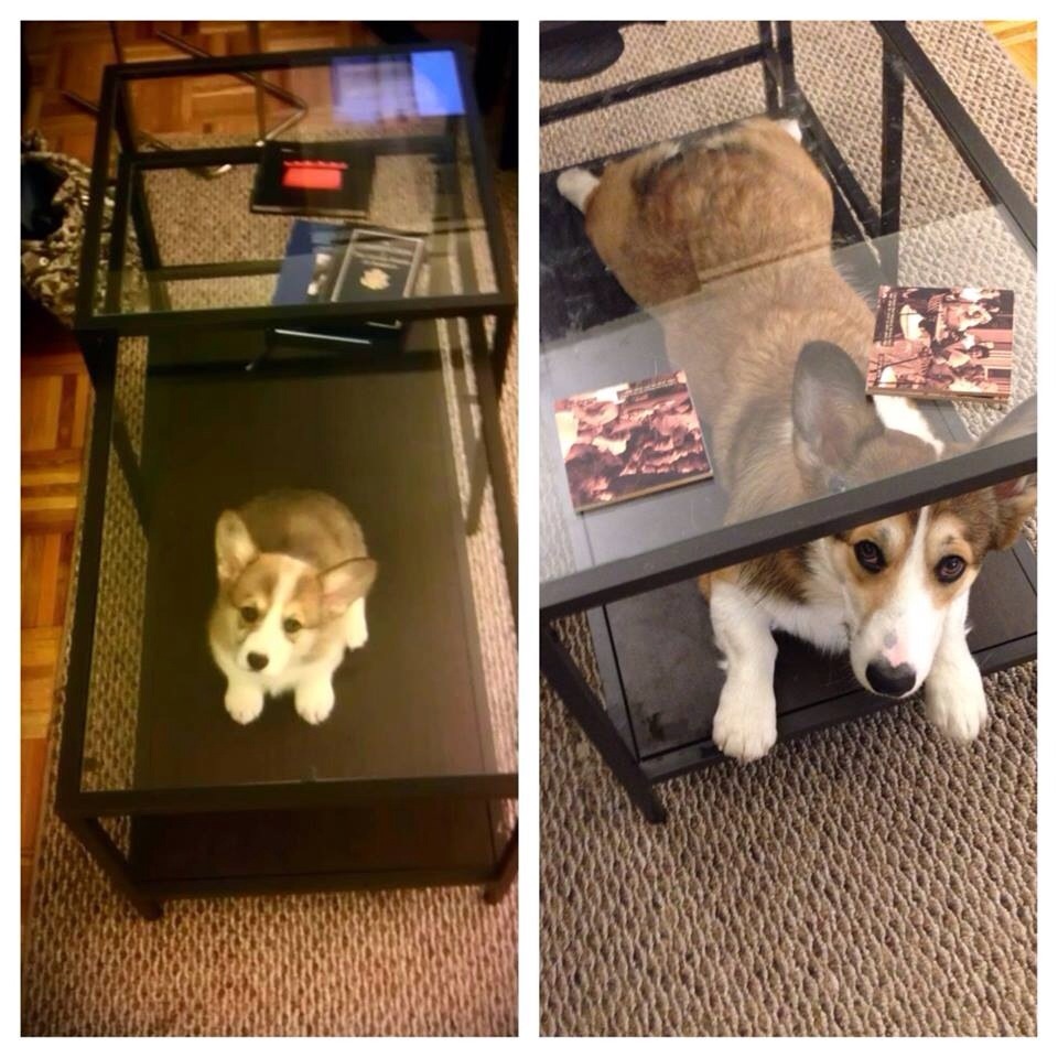 awwww-cute:  Old habits are hard to break 