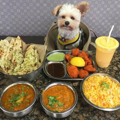 light-essence:mymodernmet:Starving Stray Dog Is Rescued and Taken to Pet-Friendly Restaurants All Ov