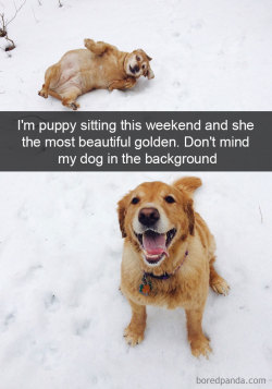 pagesofpaiigess:  animalsnaps: Dog snaps