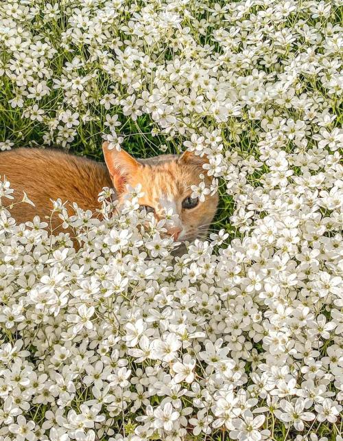 cuteness–overload:Baby girl sleeping in a flowerbedSubmit your cute pet here | Source: bit.l