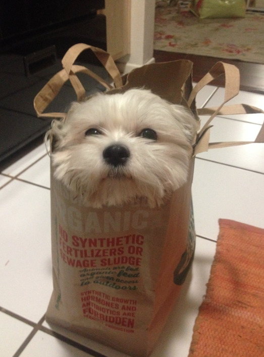 awwww-cute:  She loves the crumpling noise these bags make 