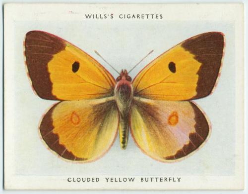 Unknown, Will’s Cigarettes, Butterfly Cards, 1931 