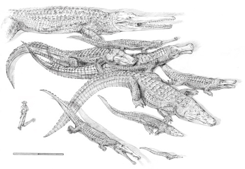 bioilustra:Crocodiles past and present by dewlap