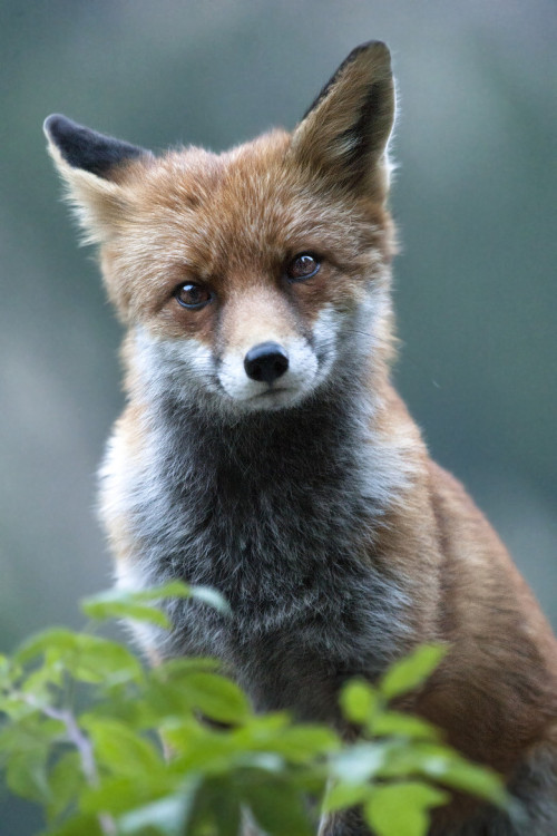 beautiful-wildlife:Fox portrait by Alexis Courthoud