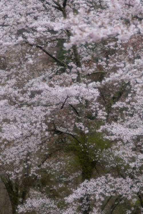 location：吉野山下千本（奈良県吉野町） on April 12, 2017まだ現像が終わっていない桜があるのに、時間だけが過ぎてゆく…orz