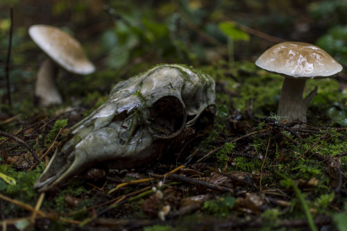 Skull and Friends by David Jernigan