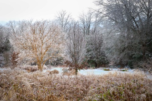 Winter came for a visit.   Snow and ice encrusted landscape giving the gardener a beauty break from 