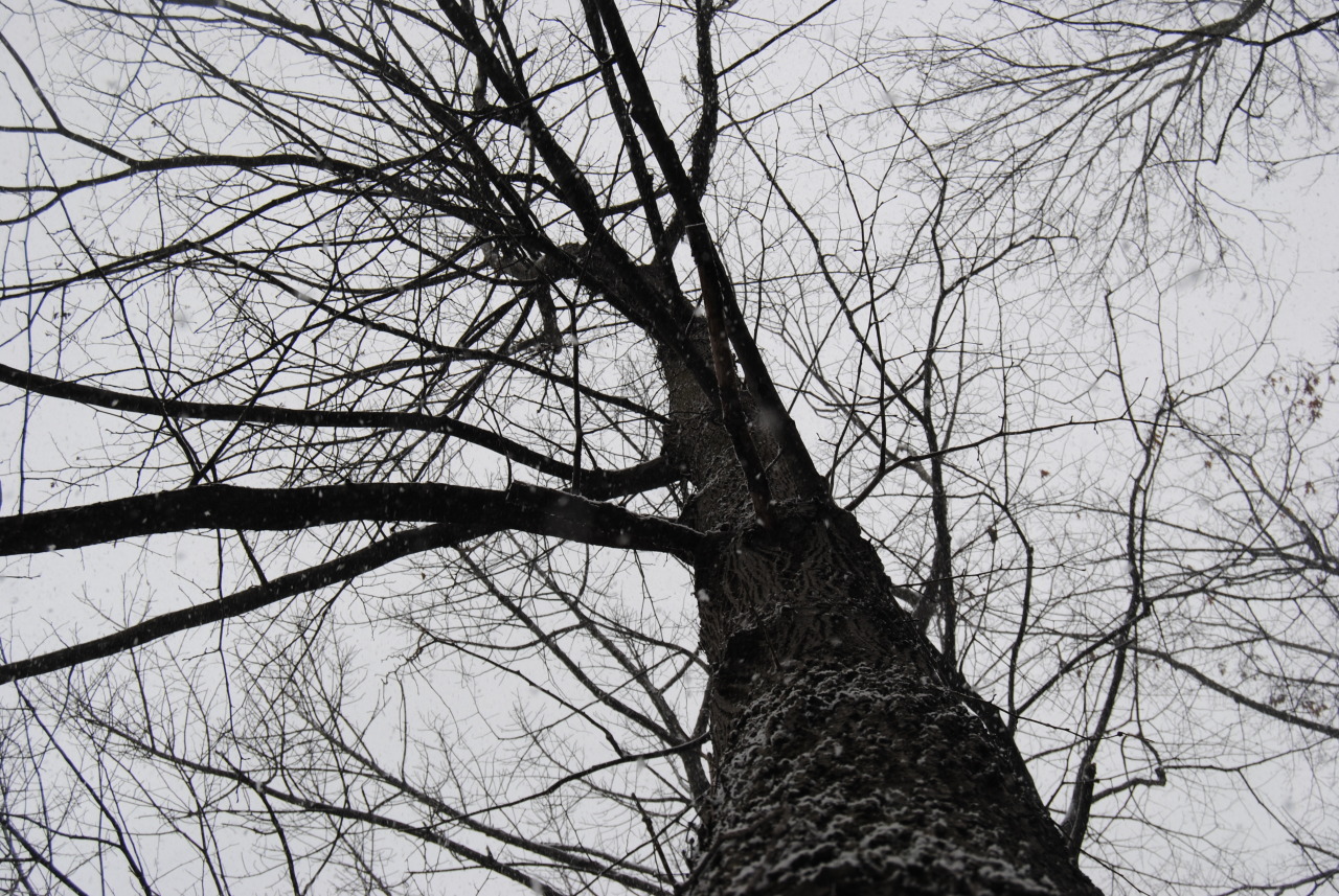 cigarettes-and-turtles:  this is one my favorite trees in my back yard bc it looks