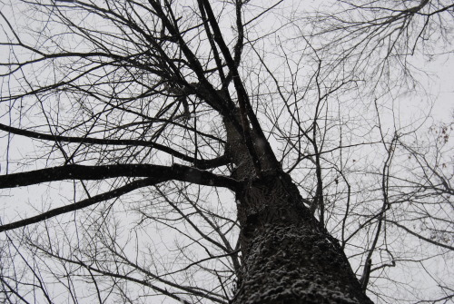 cigarettes-and-turtles:  this is one my favorite trees in my back yard bc it looks cool with leaves and without leaves c: