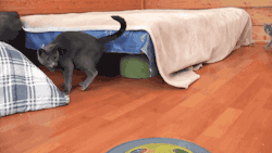Cineraria:  Kitten Scares Mama Cat - Youtube 
