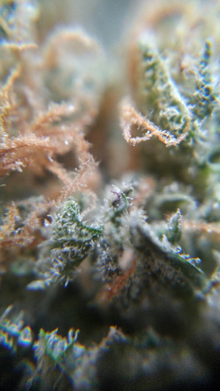 weed-breath:   Zoom 