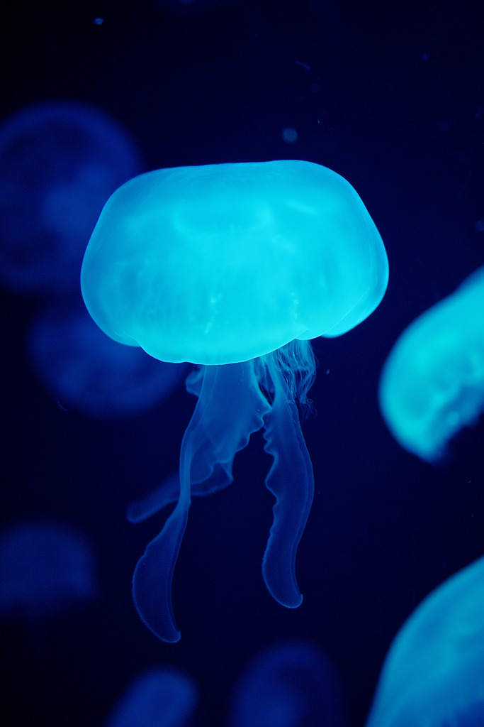 mooonjellies:  Jake in Japan   