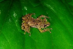 sixpenceee:  Shape-Shifting Frog Scientists in Ecuador have discovered a new species of frog (Pristimantis mutabilis) that is able to morph the texture of its skin, from spiny to smooth, within a matter of minutes. Aptly named mutable rain frog, the tiny,