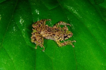 sixpenceee:  Shape-Shifting Frog Scientists porn pictures