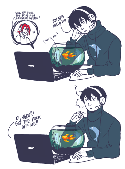 the thrilling saga about rin the goldfish