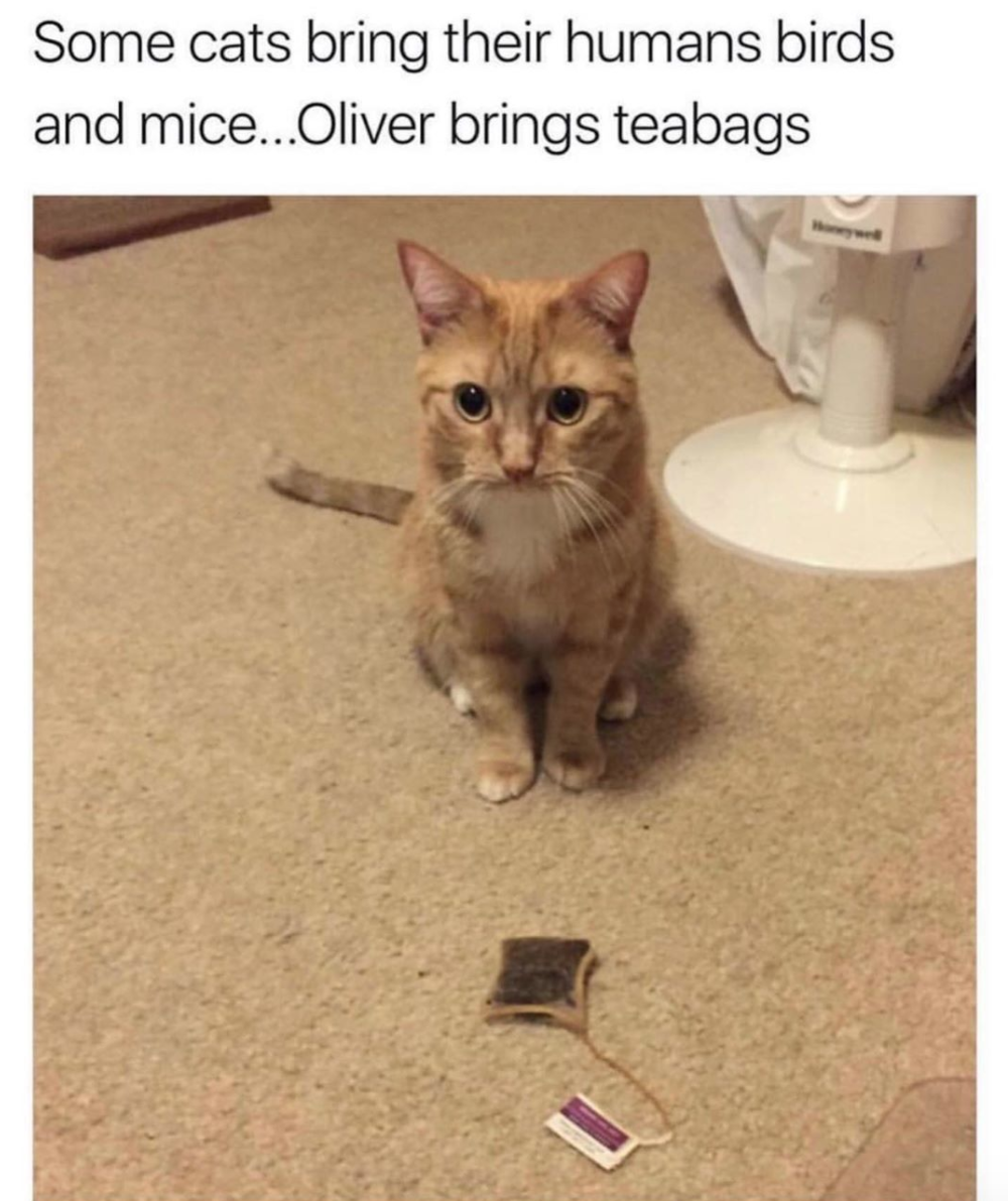 Cat Posts We Are So Proud Of You Oliver Cat Posts We Are So Proud Of You Oliver
