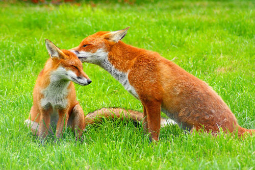 thelittleredfox:  Foxes in Love Request