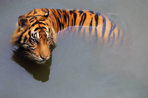 mvtionl3ss:Sumatran Tiger.Photo by Ali Trisno Pranoto