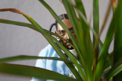 snoopdoggydoll:  hide and seek. 