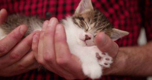 mikkeneko:  cheile:  kittehkats: Kittens Sleeping in Peoples Hands  Precious babies.  Fashionable Hand Accessories 