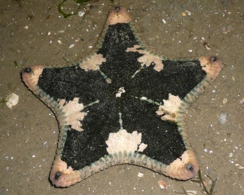 Cake sea star (Anthenea aspera)Photo by Loh Kok Sheng