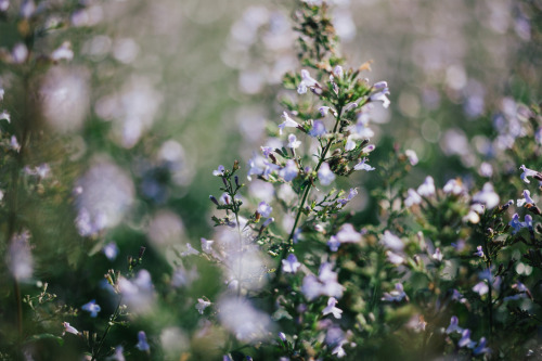 Porn floralls:    My Private Garden by  Wilson photos