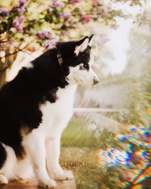 huskiesadventures: Spring Vibes Instagram | Tumblr